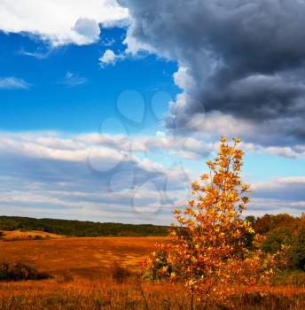 Royalty Free Photo of a Field and Forest in Autumn