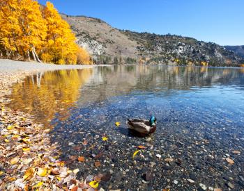 Royalty Free Photo of Autumn in Sierra Nevada