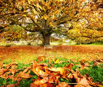 Royalty Free Photo of a Tree in Autumn