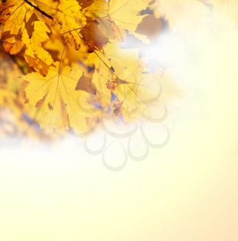 Royalty Free Photo of an Autumn Leaves Background