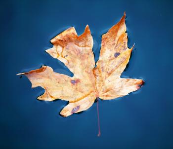 Royalty Free Photo of a Maple Leaf in Water