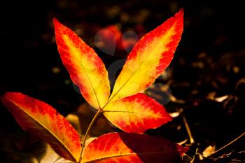 Royalty Free Photo of an Autumn Leaves