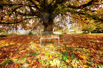 Royalty Free Photo of a Bench Under a Tree in Autumn