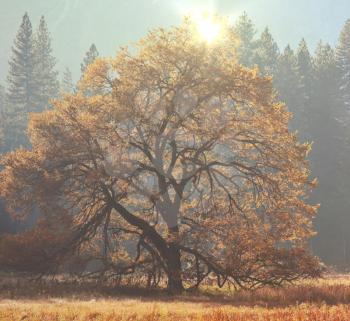 Royalty Free Photo of a Tree in Autumn