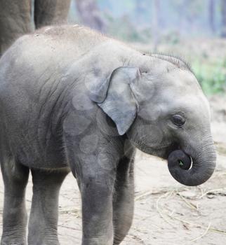 Royalty Free Photo of a Baby Elephant
