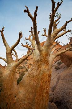 Royalty Free Photo of a Baobab Tree