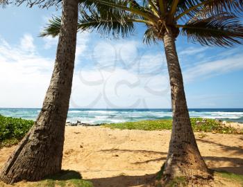 Royalty Free Photo of Two Palm Trees on a Beach