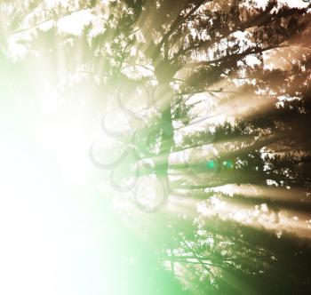 Royalty Free Photo of Sun Beams in a Forest
