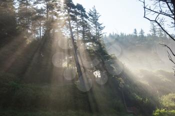 Royalty Free Photo of Sun Beams in a Forest