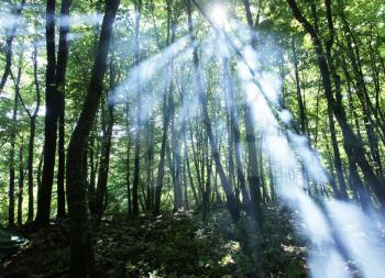 Royalty Free Photo of a Sun Beam in a Forest