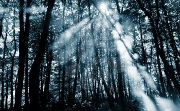 Royalty Free Photo of a Sun Beam in the Forest