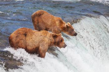 Royalty Free Photo of Two Grizzly Bears