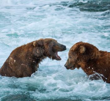 Royalty Free Photo of Two Bears in Alaska