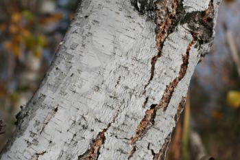 Royalty Free Photo of a Birch Tree Trunk