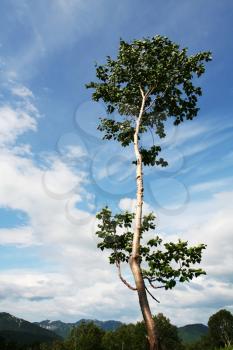 Royalty Free Photo of a Birch Tree in the Kamchatian Mountains