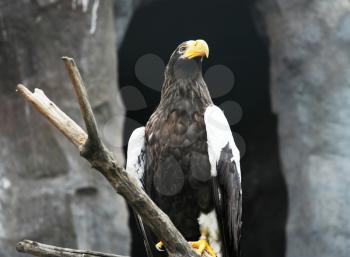 Royalty Free Photo of an Eagle