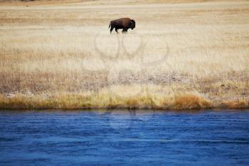 Royalty Free Photo of a Bison in Yellowstone Park