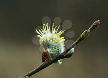 Royalty Free Photo of a Blooming Pussy-Willow
