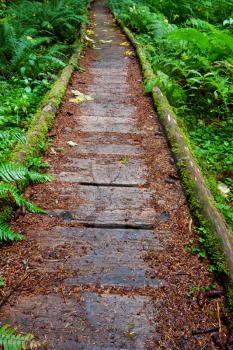 Royalty Free Photo of a Boardwalk Through a Forest