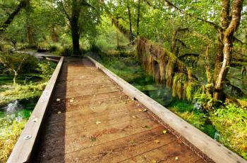 Royalty Free Photo of a Boardwalk in a Forest