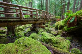 Royalty Free Photo of a Boardwalk Bridge in a Forest