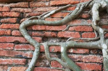 Royalty Free Photo of a Brick Wall and Vine