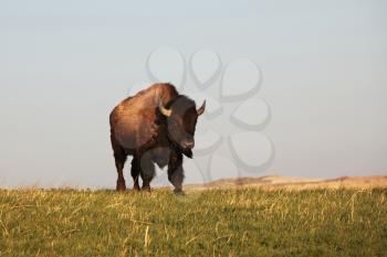 Royalty Free Photo of a Buffalo