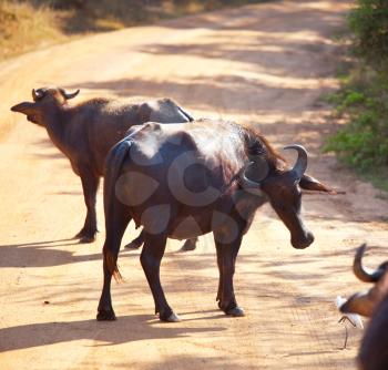 Royalty Free Photo of Buffalo in Sri Lanka