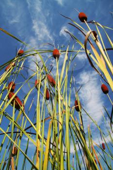 Royalty Free Photo of Cattails