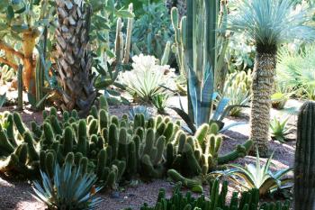 Royalty Free Photo of Cacti