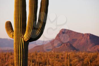 Royalty Free Photo of Cactus in Saguaro National Park