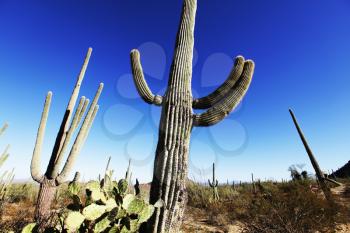 Royalty Free Photo of a Saguaro Cacti