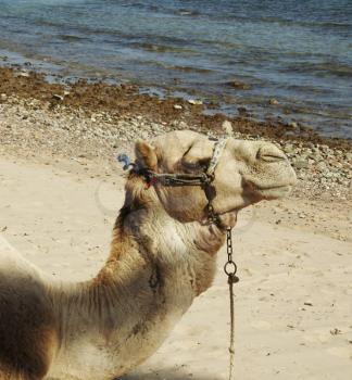 Royalty Free Photo of a Camel on a Beach