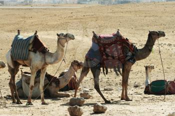 Royalty Free Photo of Camels in Giza