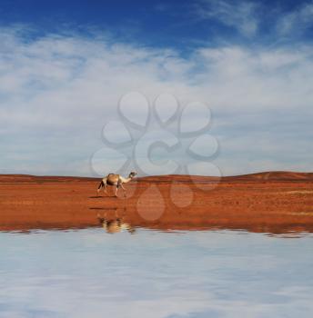 Royalty Free Photo of a Camel in the Sahara