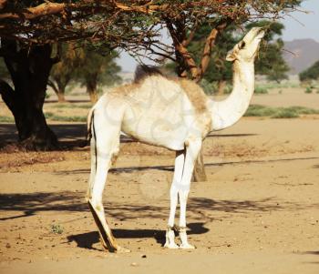 Royalty Free Photo of a Camel