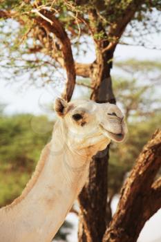 Royalty Free Photo of a Camel