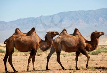 Royalty Free Photo of Camels
