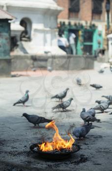 Royalty Free Photo of Pigeons