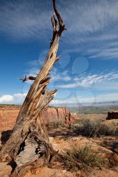 Royalty Free Photo of a Dry Tree in Colorado