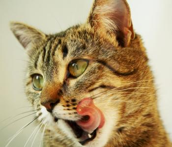 Royalty Free Photo of a Cat Licking 