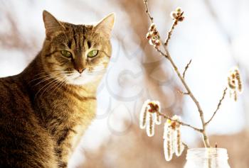 Royalty Free Photo of a Cat and Pussy Willow