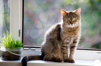 Royalty Free Photo of a Cat Sitting in a Window