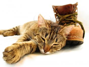 Royalty Free Photo of a Cat with a Boot