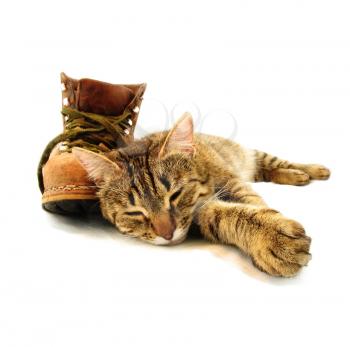 Royalty Free Photo of a Cat Sleeping Beside a Boot