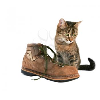 Royalty Free Photo of a Cat Sitting Beside a Boot