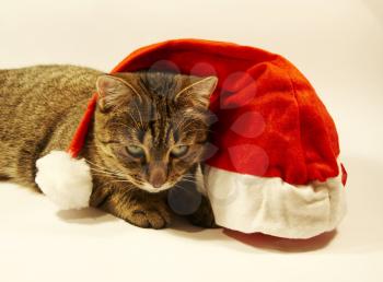 Royalty Free Photo of a Cat and a Santa Claus Hat