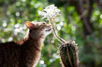 Royalty Free Photo of a Cat Sniffing a Blossoming Cactus