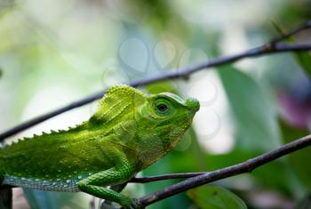 Royalty Free Photo of a Chameleon