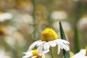 Royalty Free Photo of Chamomile Flowers